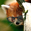 A picture of a red panda with glasses photoshopped onto it peeking out from behind a tree.